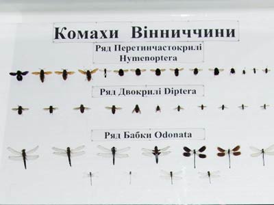 Комахи Вінничини
