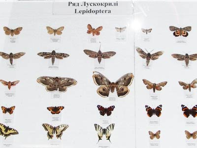 Колекція Лускокрилих